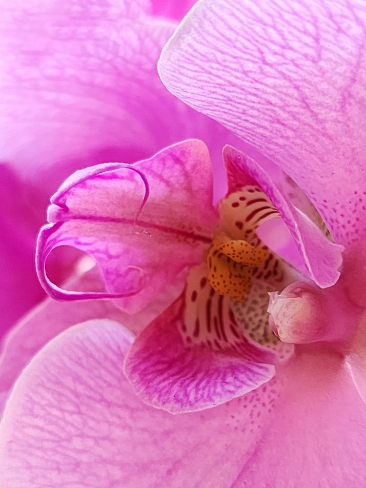 Photograph by Ольга Воронцова