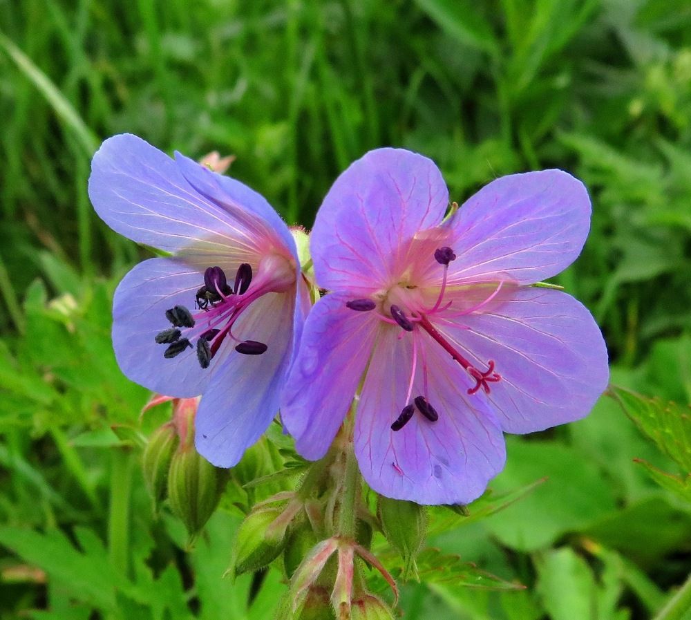 Луговая герань