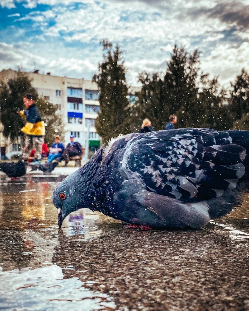 Голубь у фонтана