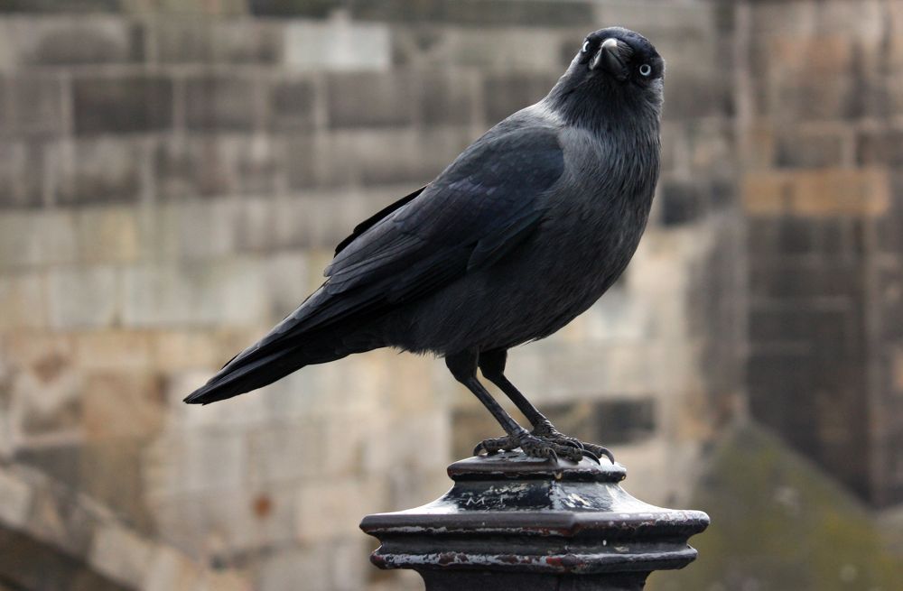 Фотография автора Ирина Муравьева