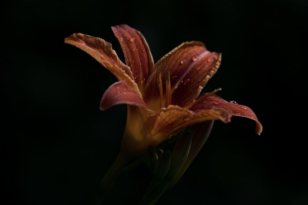 Photograph by Елена Герасимова