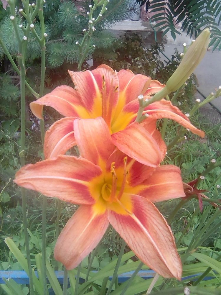 Photograph by Марта Васильева