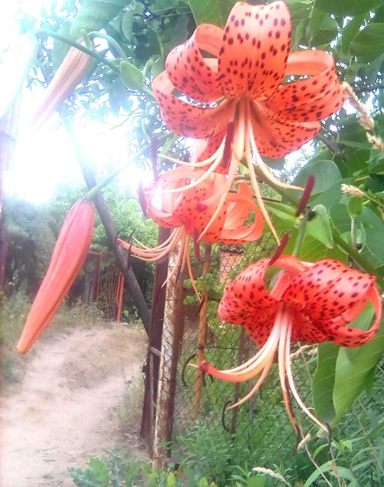 Photograph by Марта Васильева