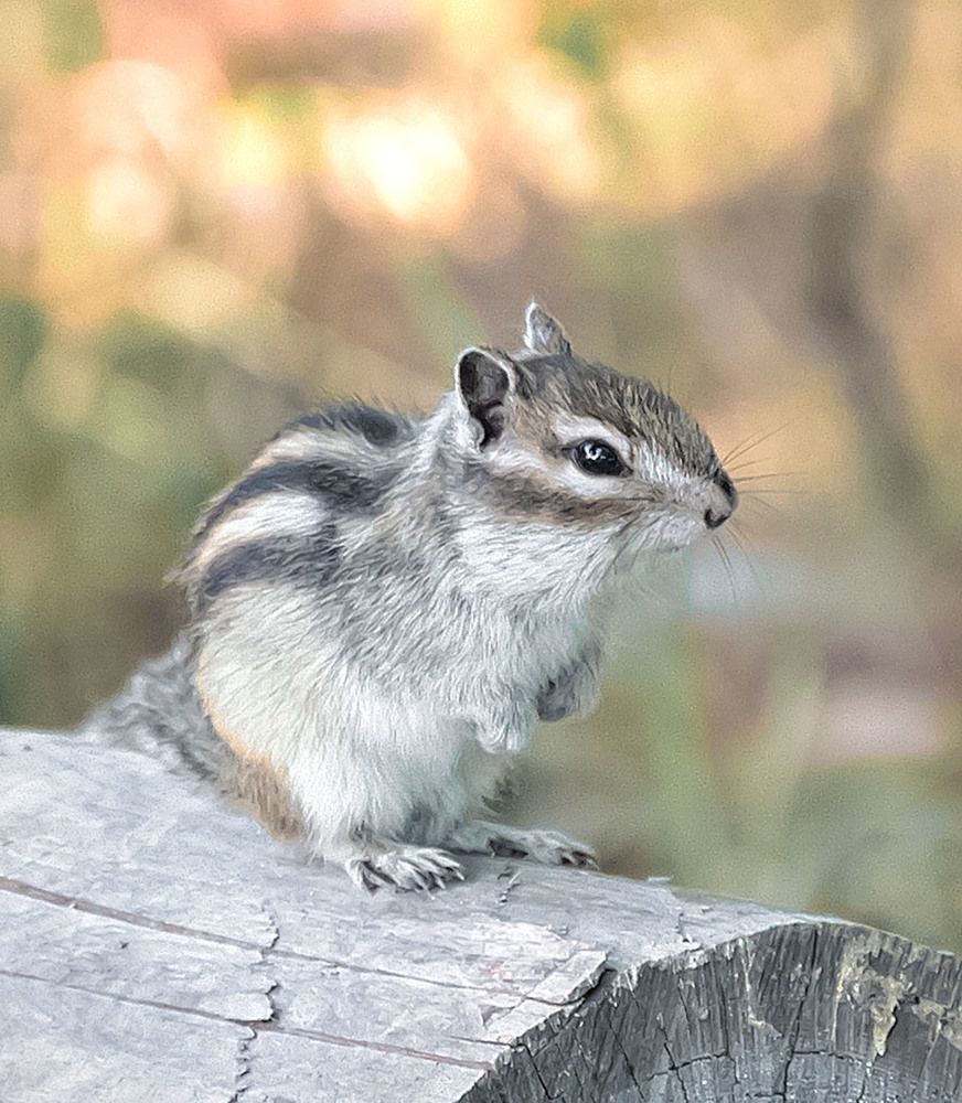 Photograph by Пушкин Сергей