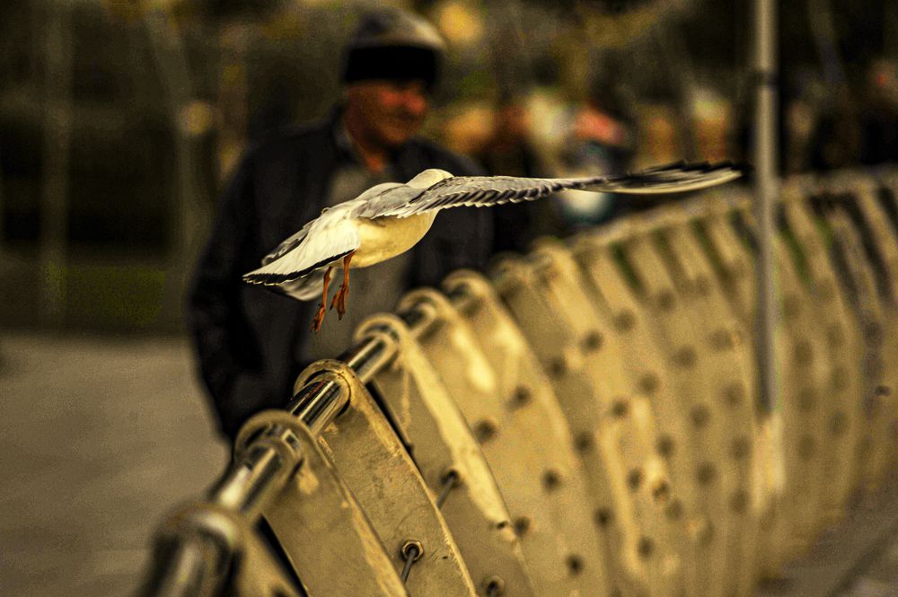 Photograph by DAMOUN POURNEMATI