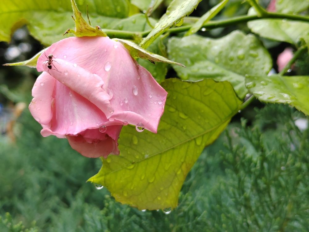 Photograph by Наталья Веряскина