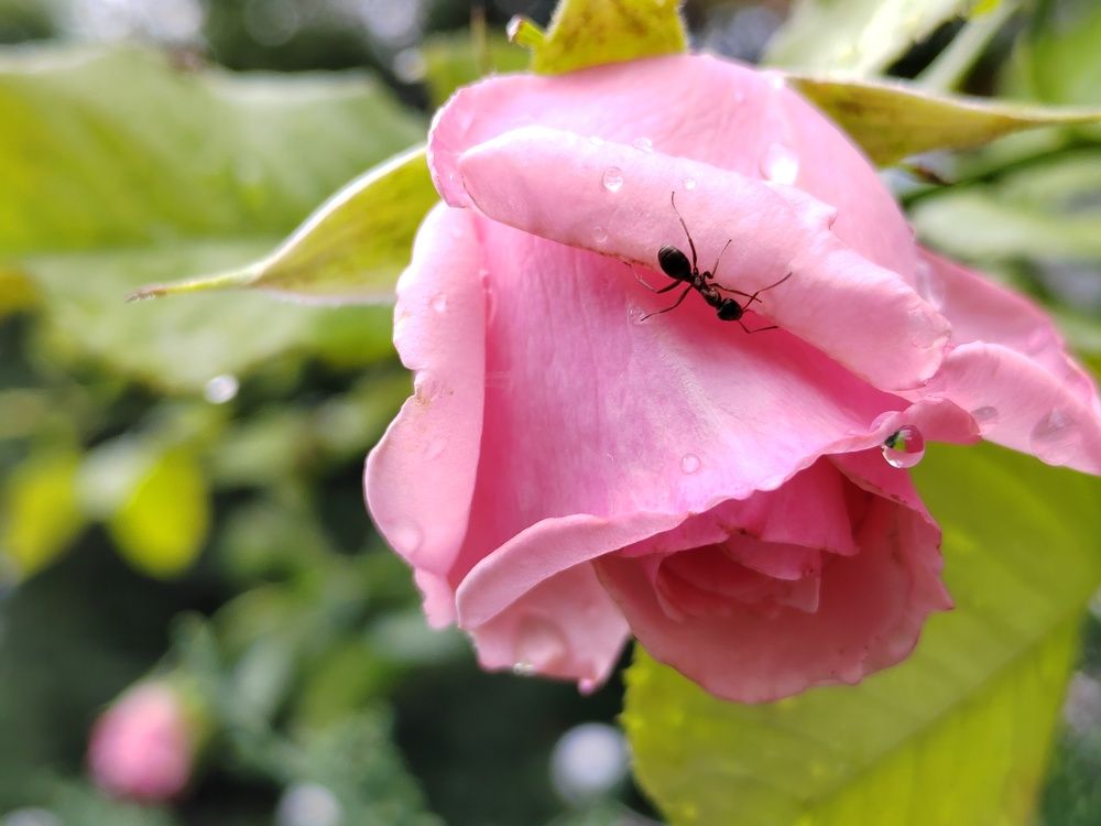 Photograph by Наталья Веряскина