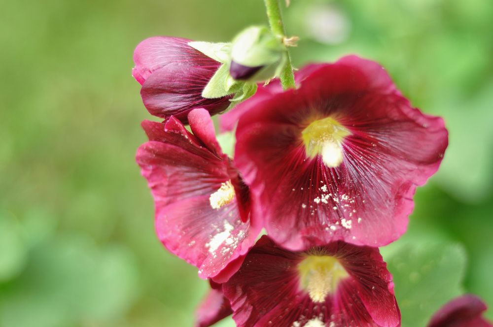 Photograph by Оксана Астрова