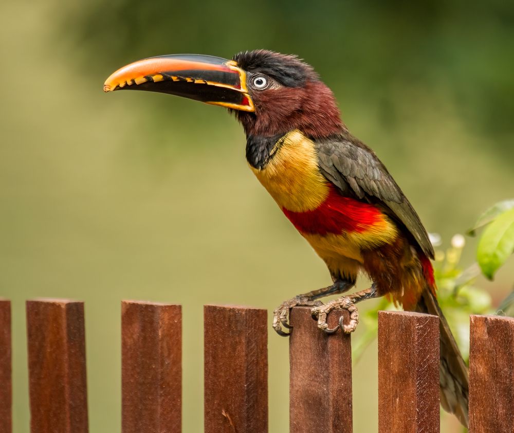 Photograph by Valdir Hobus