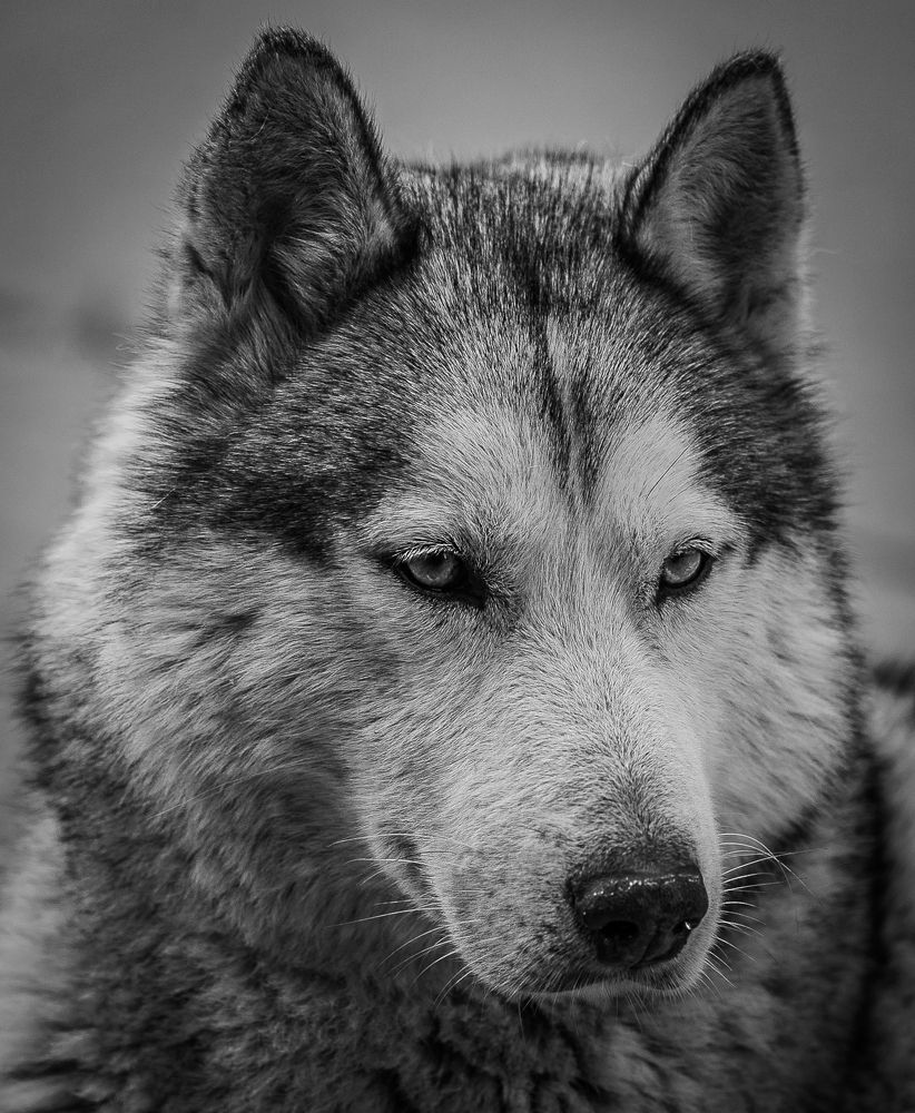 Photograph by Сергей Басов