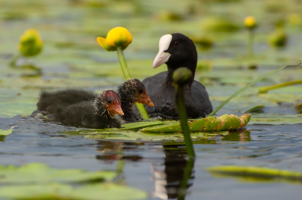Фотография автора Aлексей Игнатьев