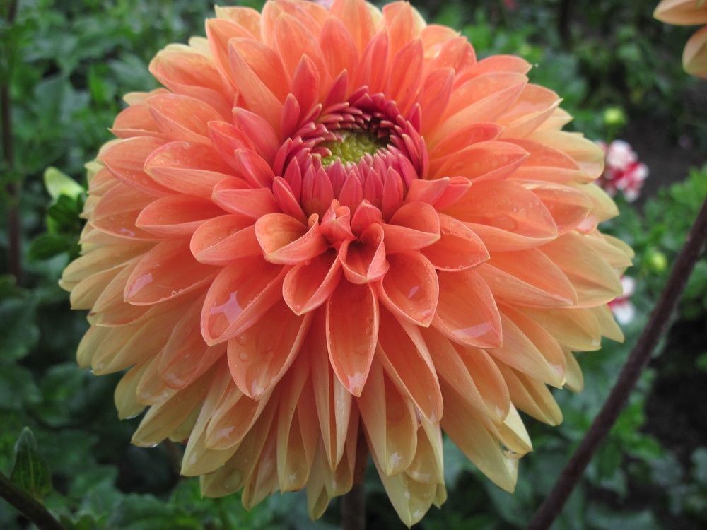 Фотография автора Георгий Самусевич