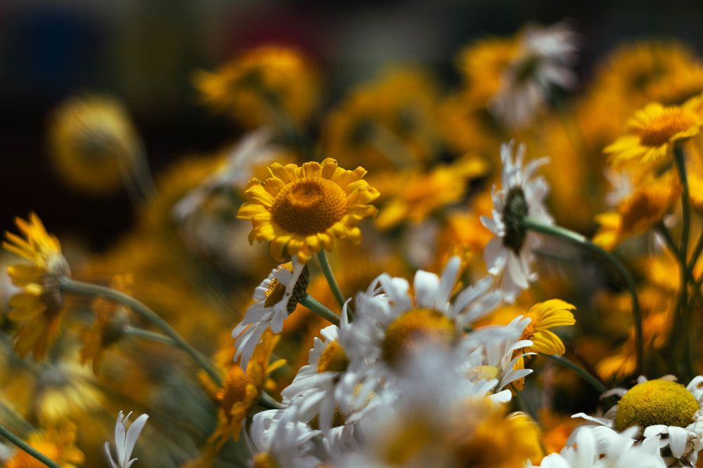 Фотография автора Алина Руденко