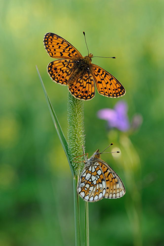 Photograph by Чистяков Андрей
