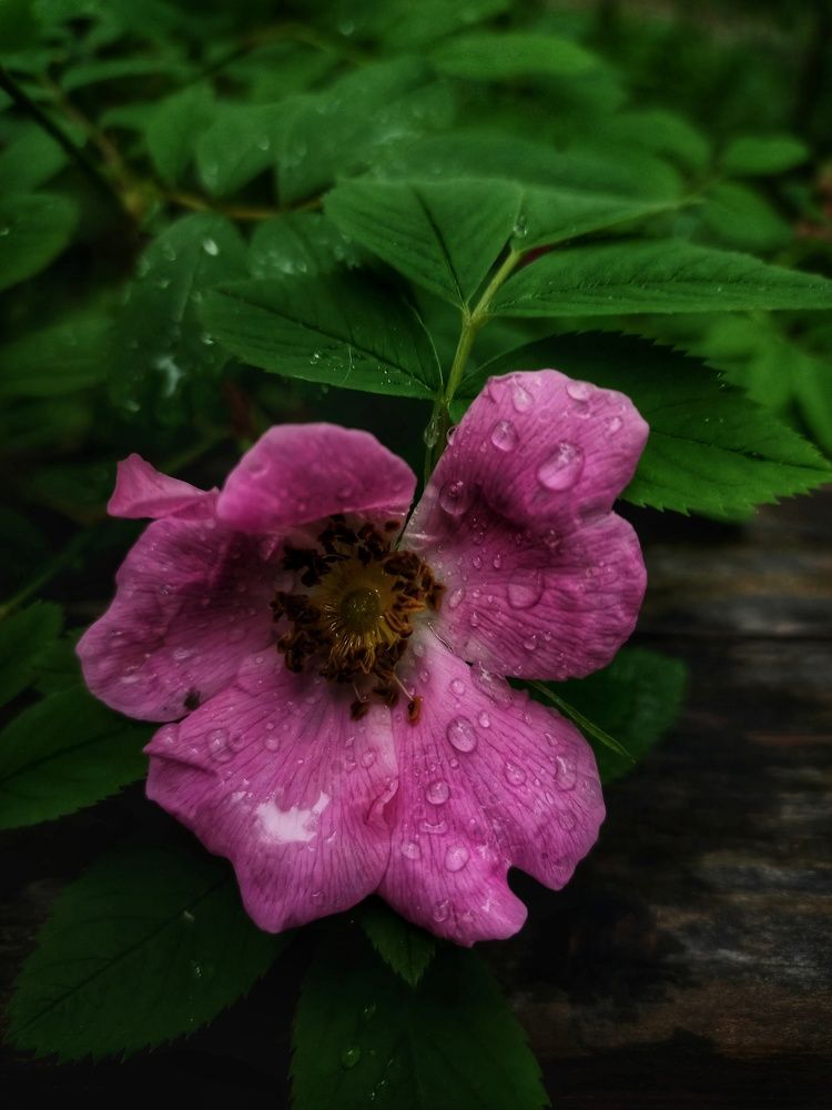 Photograph by Марина Егорова