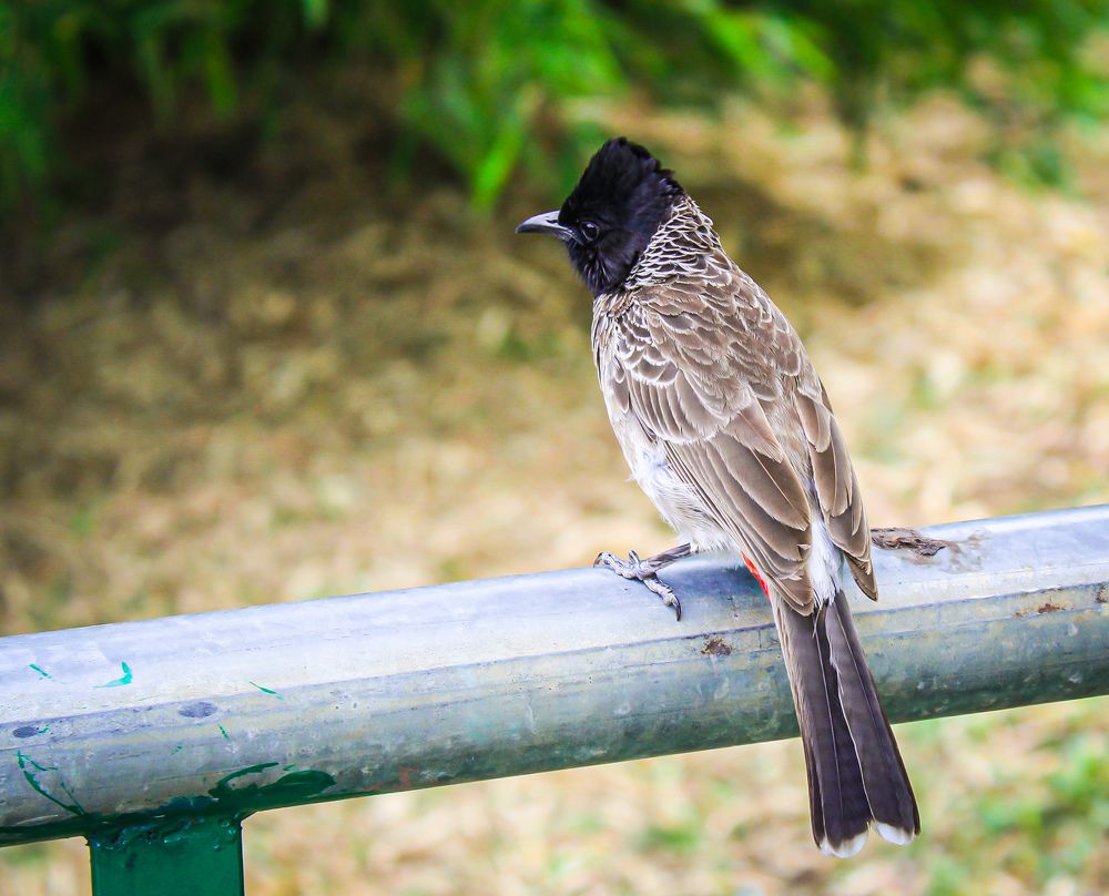 Photograph by Kishan Upadhyay