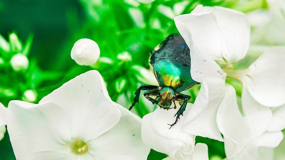 Photograph by Руслан Ибрагимов