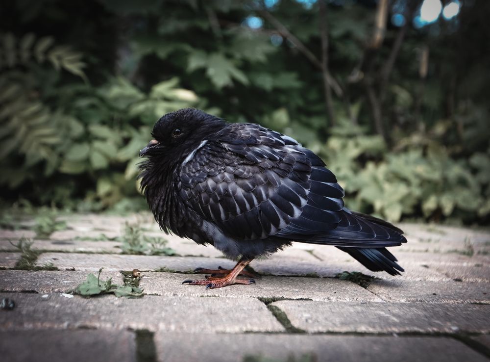 Photograph by Агнес Аки