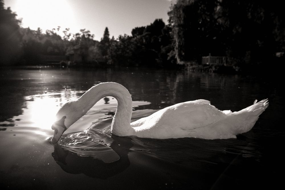 Photograph by Екатерина Щербатых