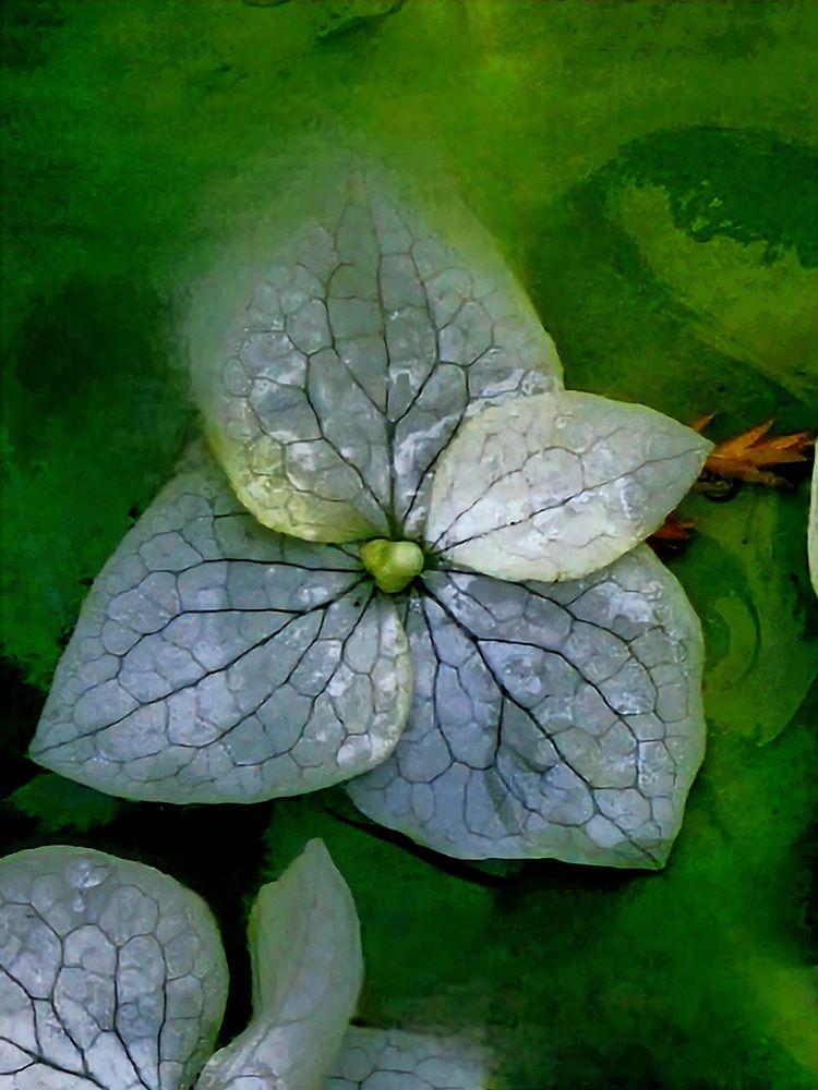 Photograph by Галина Левина