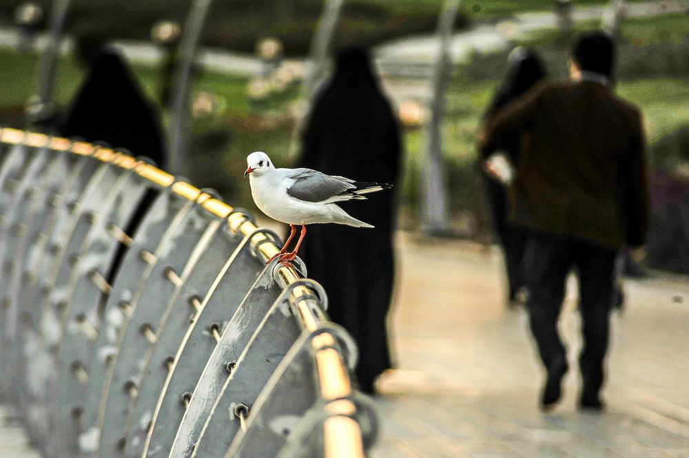 Photograph by DAMOUN POURNEMATI