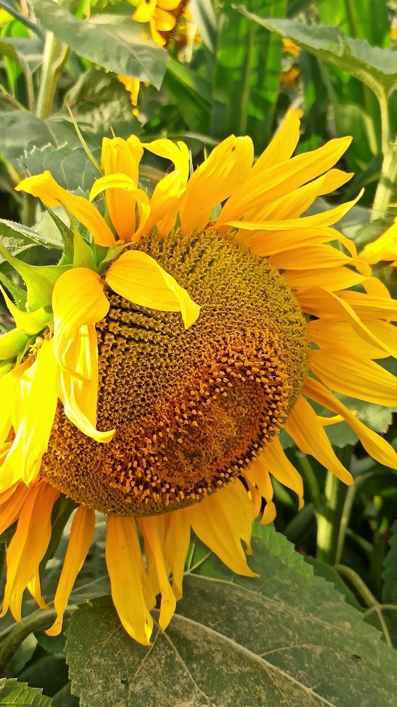 Photograph by Людмила Щуцкая