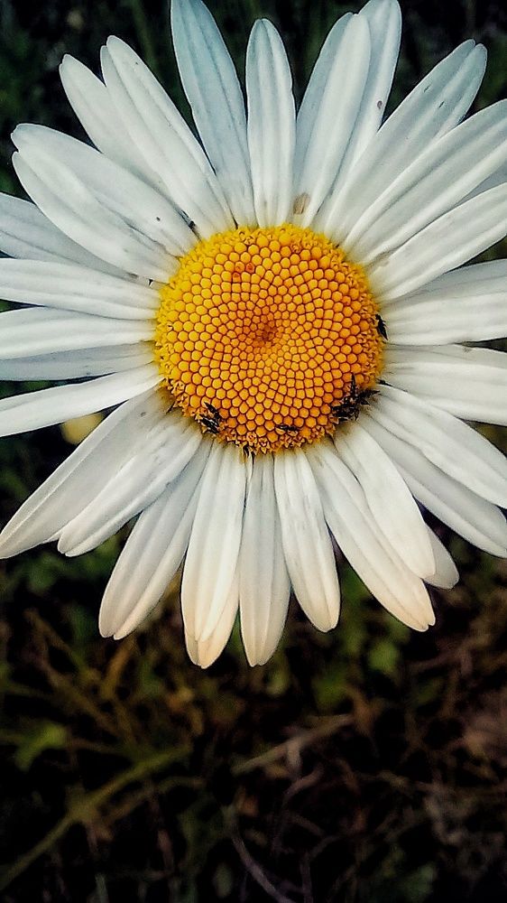 Photograph by Марина Егорова