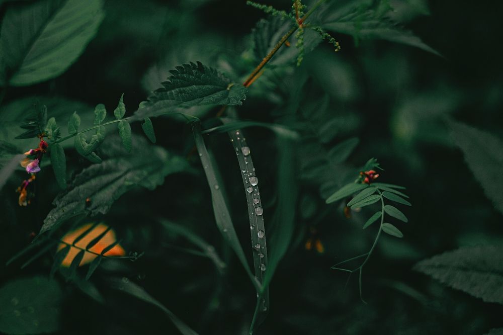 Photograph by Дарья Пысина