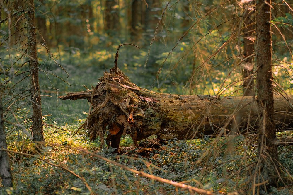 Photograph by Дарья Пысина