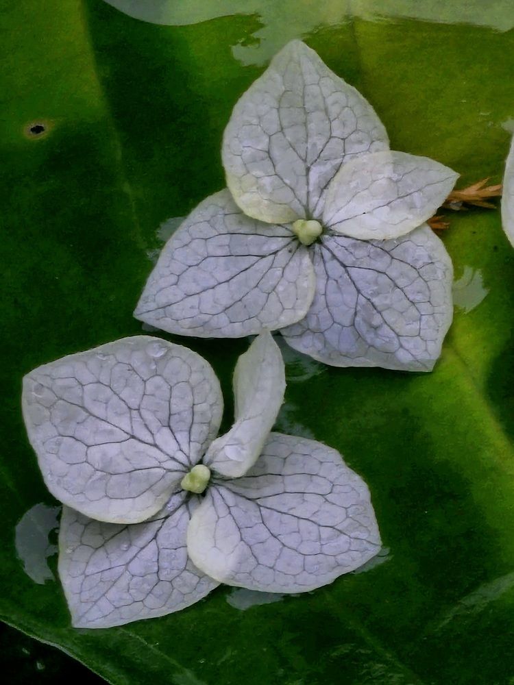 Photograph by Галина Левина