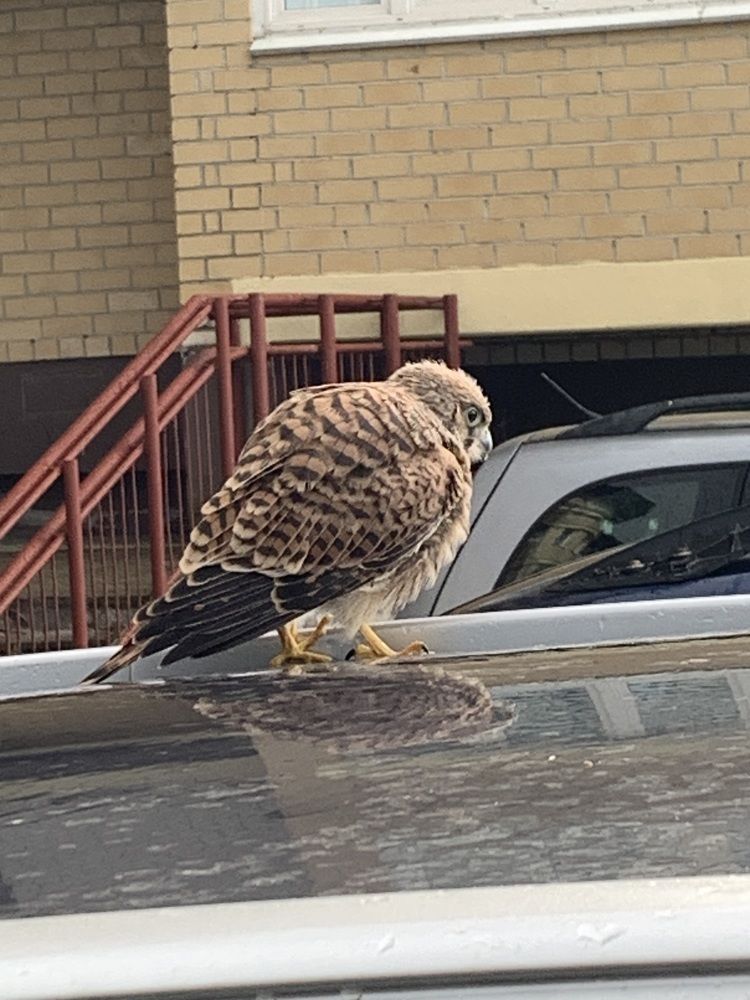 Фотография автора Ирина Шпаковская