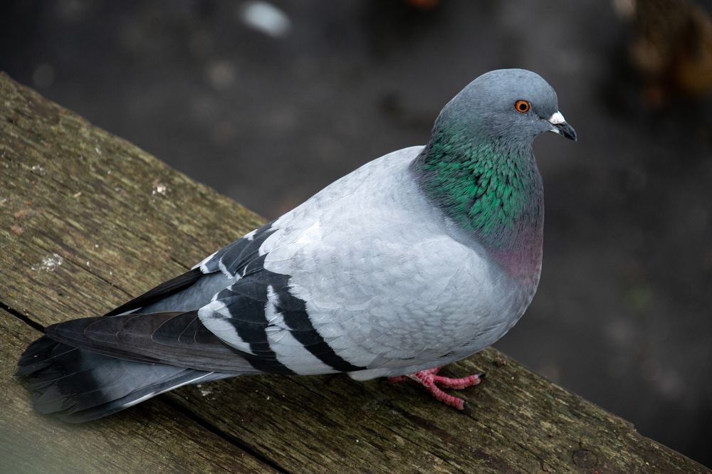 Photograph by Nora Cheprasova