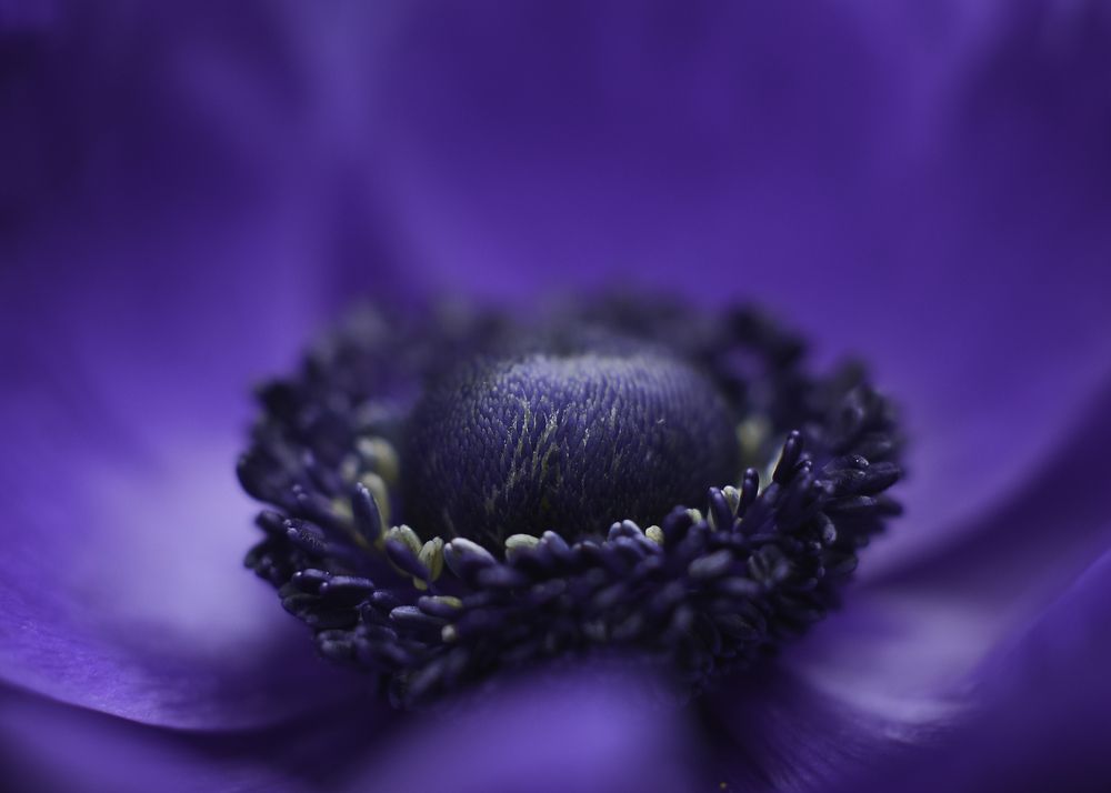 Photograph by Olga Mendosa