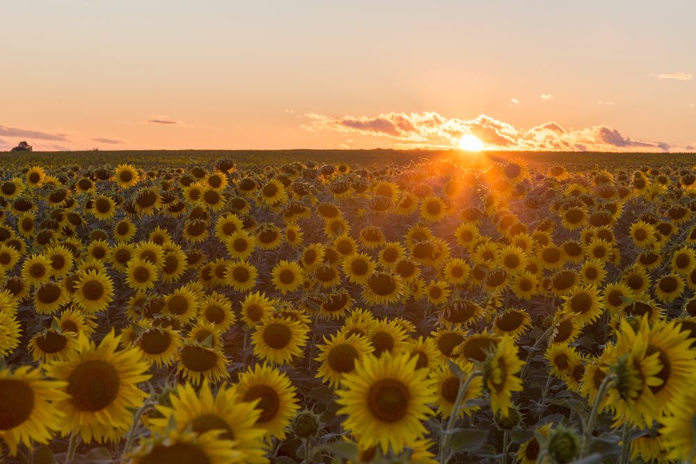 Поле подсолнечника