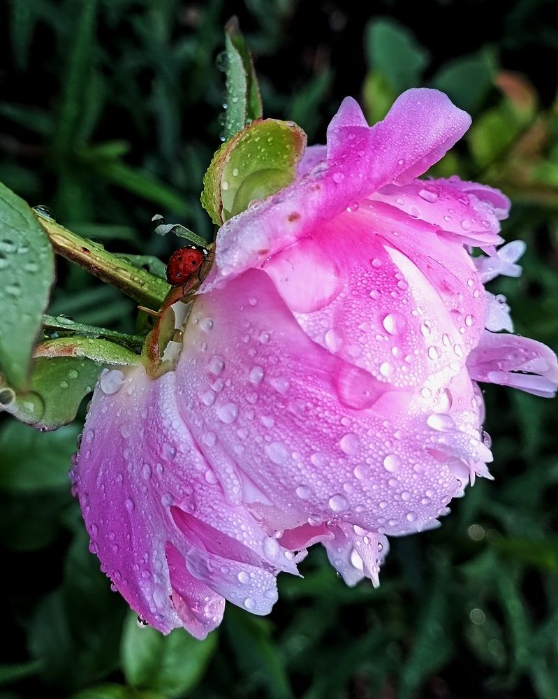 Пион после дождя...