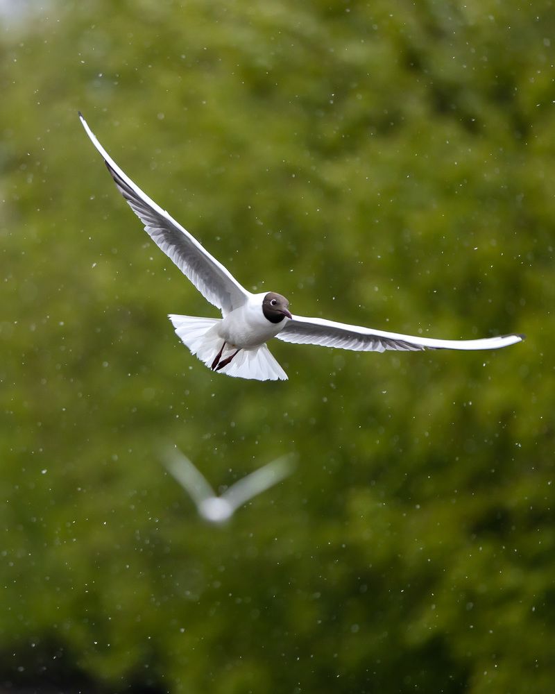 Photograph by Владимир Охрименко