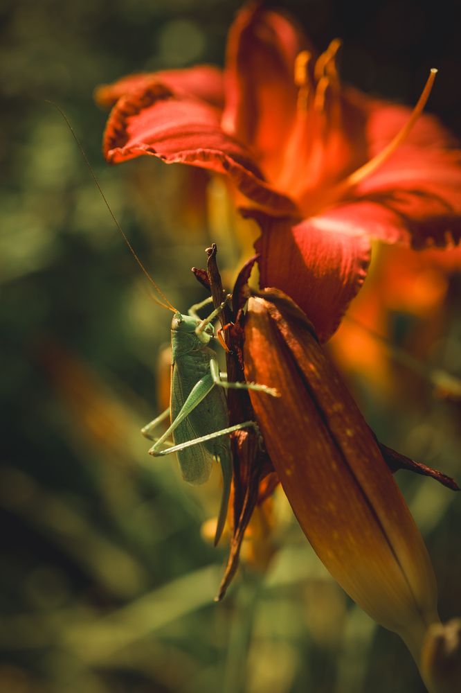 Photograph by Мария Боленичева