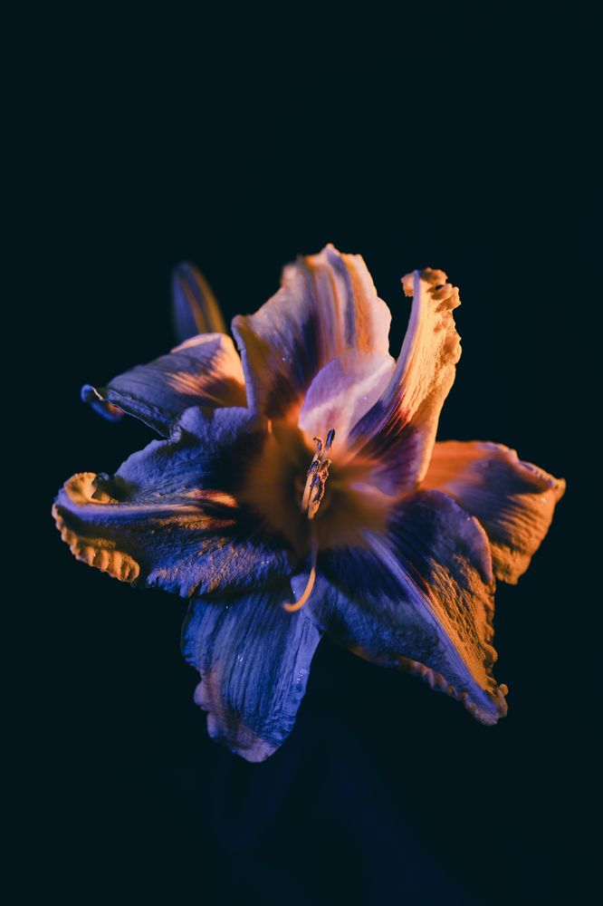 Photograph by Мария Боленичева