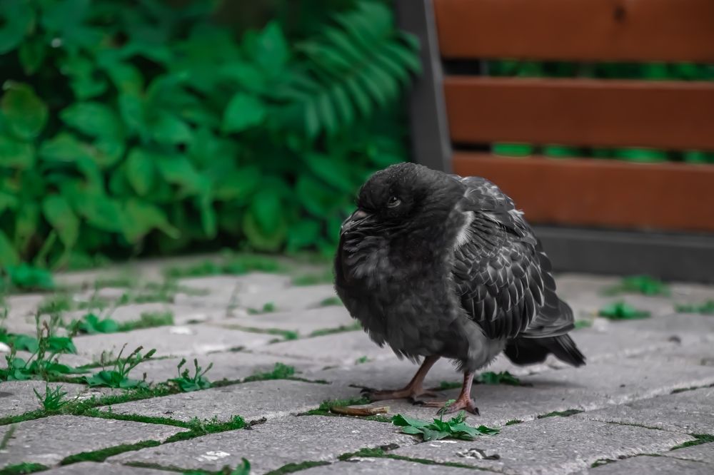 Photograph by Любовь Алексеева