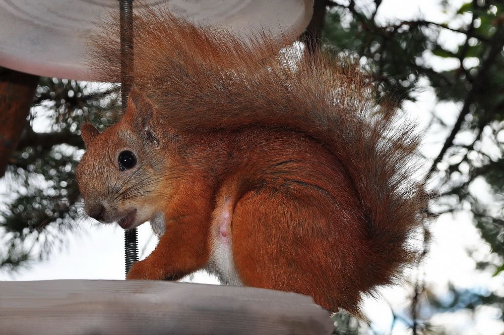 Фотография автора Ирина Кухарчук