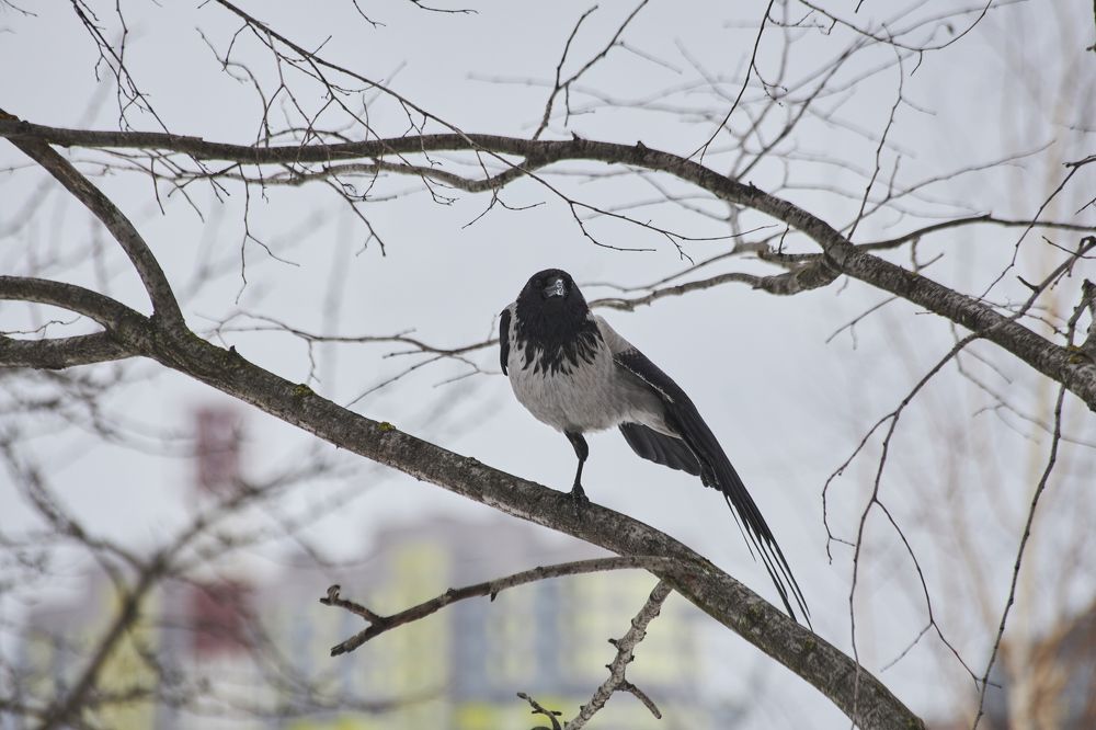 Photograph by Ольга Левакова