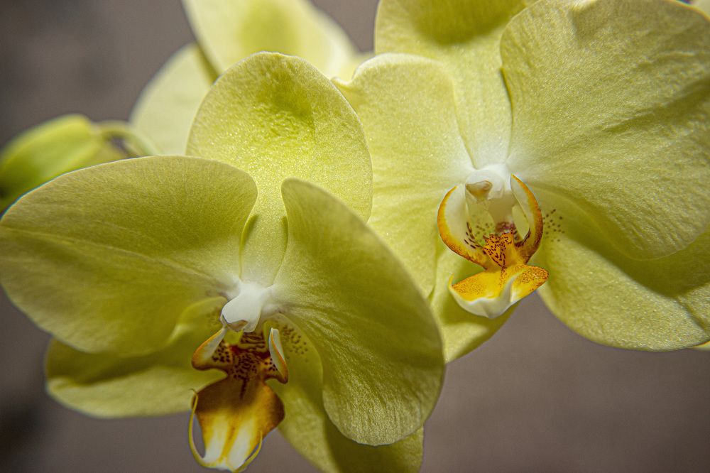 Photograph by Любовь Перевозникова