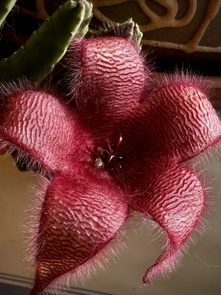 Фотография автора Evgeniya Ivanova