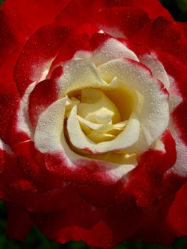 Фотография автора Evgeniya Ivanova