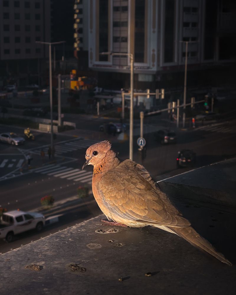 Photograph by Jayakumar MN