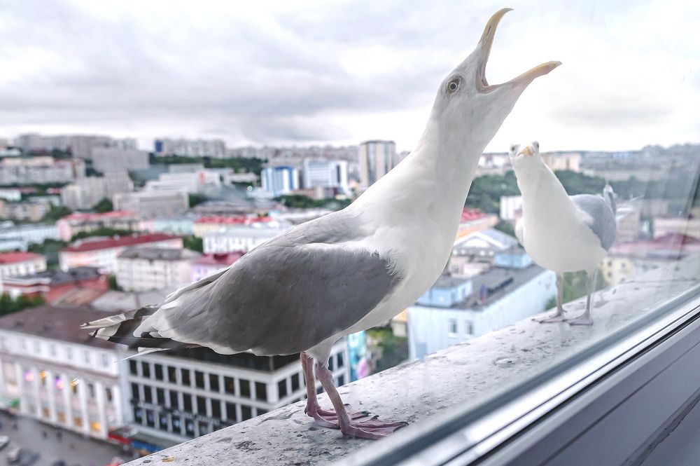 Photograph by Мария Новоселецкая