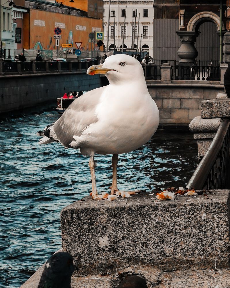 Photograph by Дьяченко Алёна