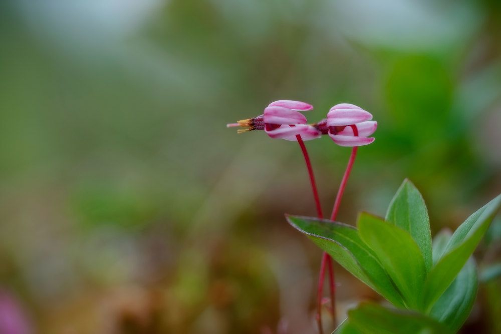 Нежные цветки клюквы