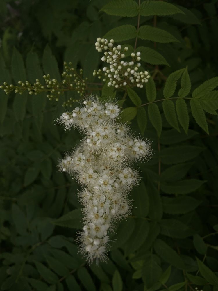 Photograph by Елена Мусина