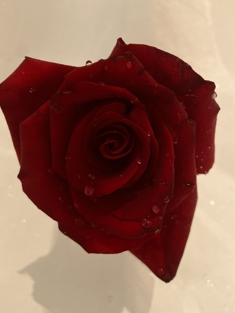 Photograph by Елена Мусина